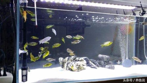 养三湖慈鲷用细沙还是粗沙,三湖慈鲷鱼缸造景可以用黄沙吗