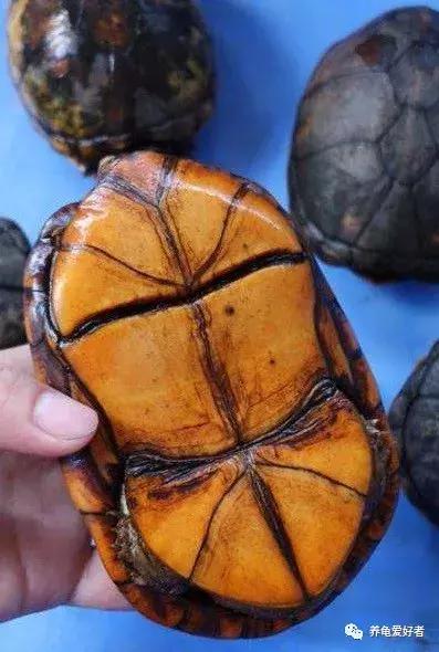 进口红面蛋龟和小种红面蛋龟区别,头盔蛋龟和红面蛋龟哪个值得入手