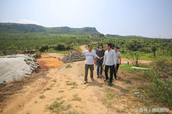 方城黄金梨什么时间成熟,方城黄金梨