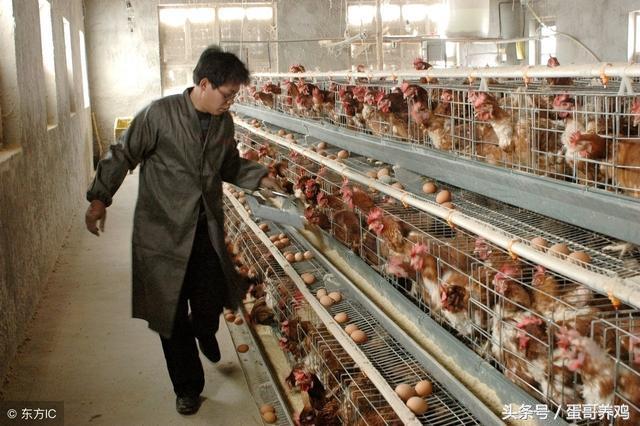 夏季养鸡高发鸡病,雨后鸡生病