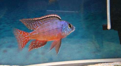 三湖慈鲷黄宽蝴蝶哪个品种最凶,三湖慈鲷系列6