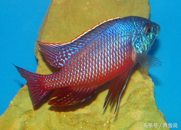 三湖慈鲷肠胃疾病治疗,三湖慈鲷常见病