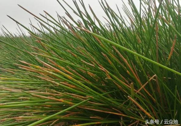 马蹄枯杆病怎么防治?,马蹄死苗是什么病怎样防治