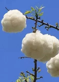 珍珠棉和玻璃纤维棉的区别,丝光棉是天然棉吗