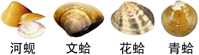 海边贝类种类,各种贝类的名称