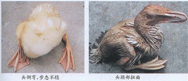 30天肉鸭趴着死怎么回事,肉鸭趴着死和蹬腿死有什么区别