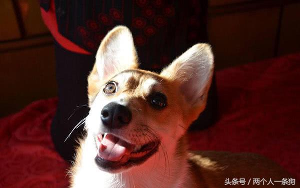 养宠小知识6个月柯基掉毛怎么办,掌握以下六要素养出健康的柯基犬