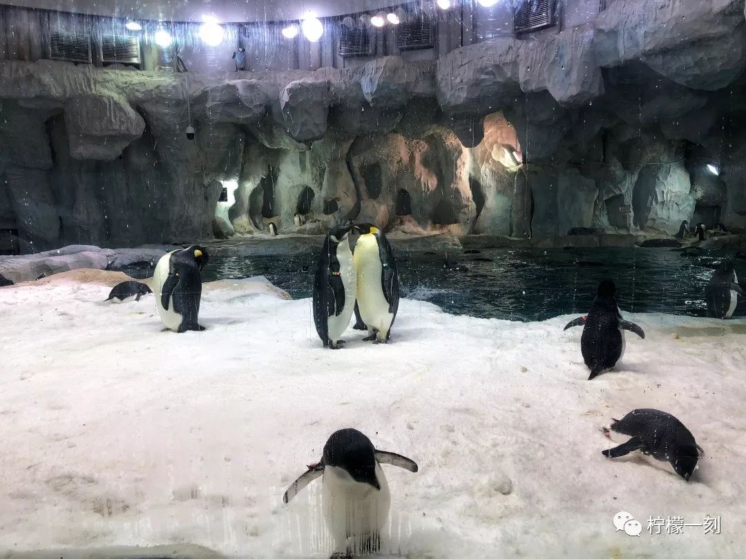 珠海长隆海洋王国订票住宿攻略,深圳到珠海长隆海洋王国攻略