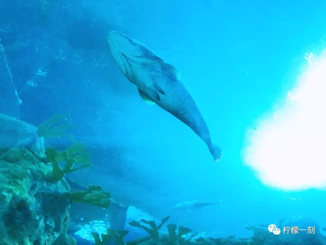 珠海长隆海洋王国订票住宿攻略,深圳到珠海长隆海洋王国攻略