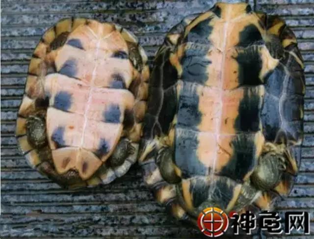 北石龟大青小青区别,鉴别北石大青头与小青头的区别