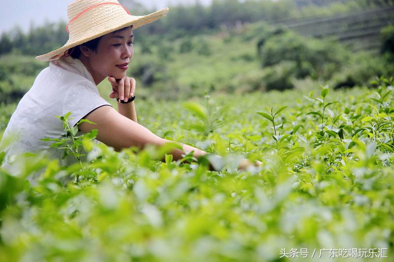 广东茗皇茶业种植基地,茗皇茶基地