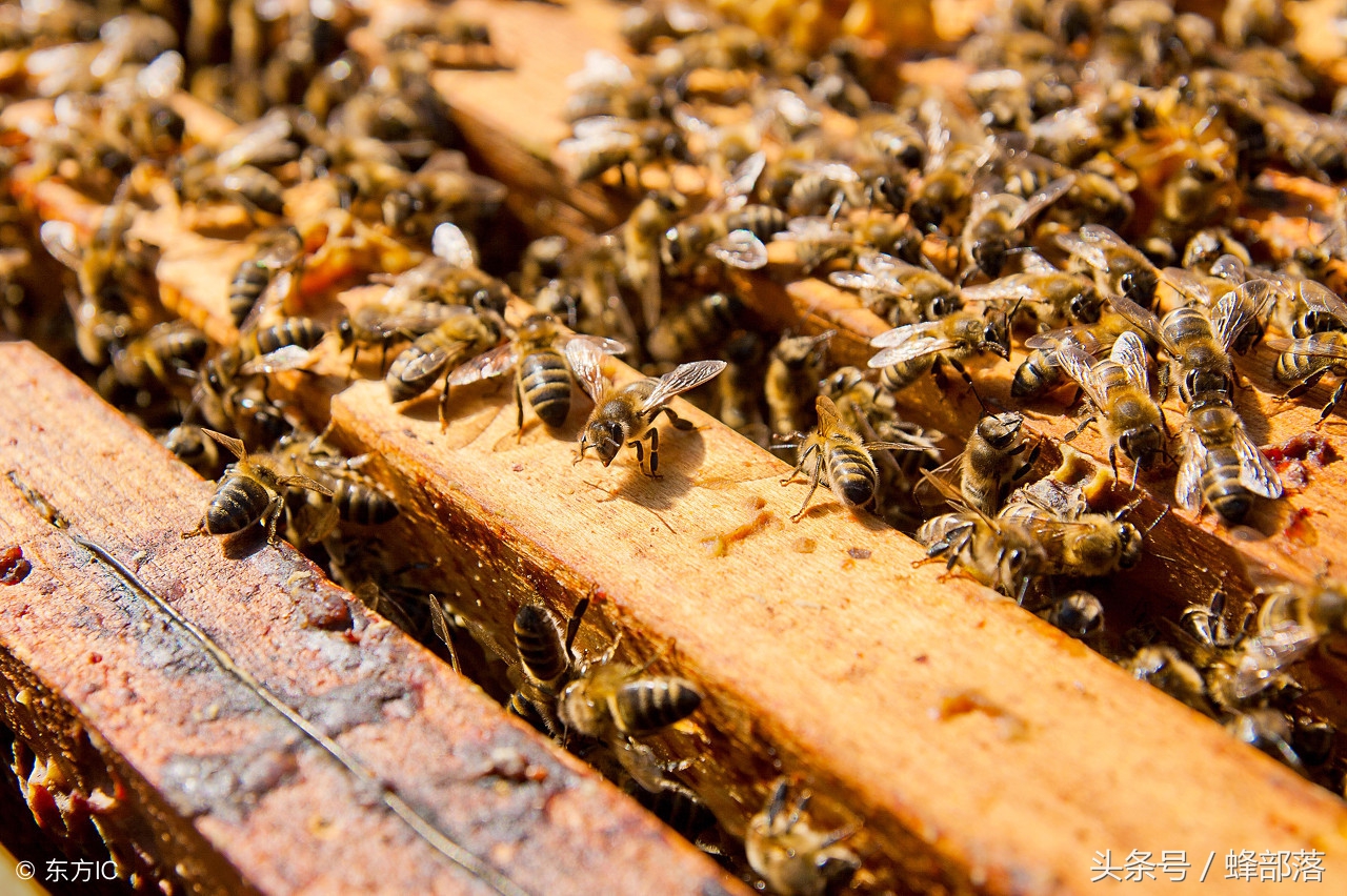 为什么有的蜂王筑巢有的不筑巢,为什么蜂王不飞