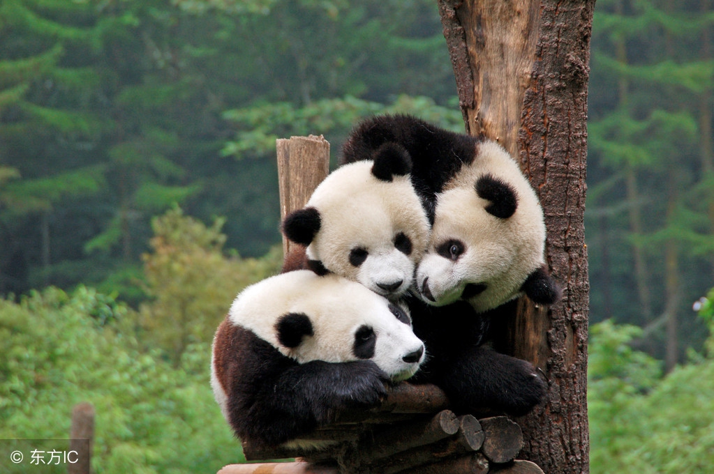 成都熊猫冰箱贴,熊猫冰箱贴介绍