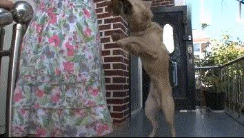 流浪狗收养后如何训练,收养流浪狗怎么训练