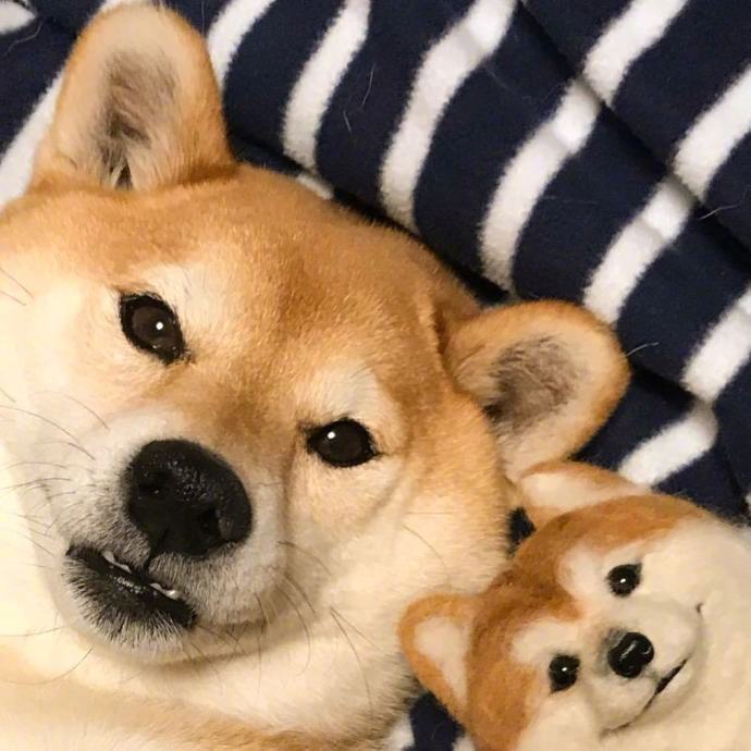 宠物掉毛怎么去除,宠物掉毛如何打理毛发毛囊