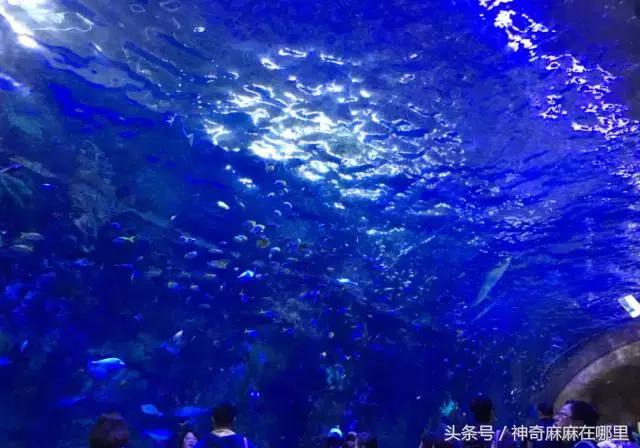 珠海长隆旅游攻略3天自由行,亲子游珠海长隆一日游攻略