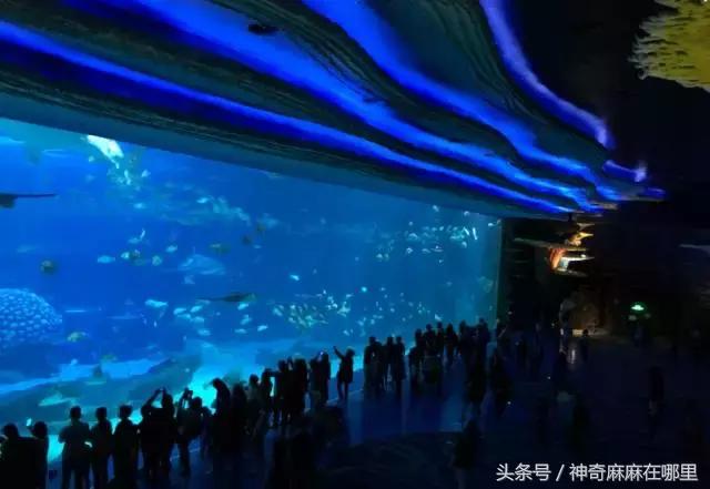 珠海长隆旅游攻略3天自由行,亲子游珠海长隆一日游攻略