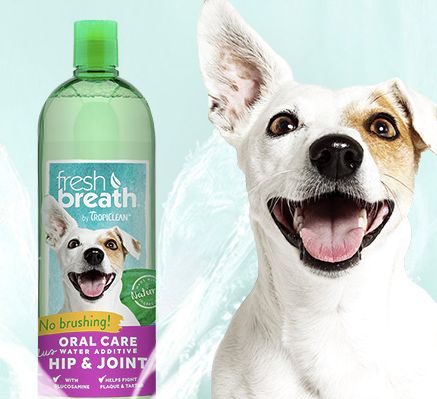 比魏璎珞还受宠！吹专用小空调、吃袋鼠肉口粮，这些猫狗“小主们”过得忒精致