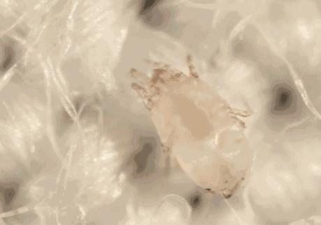 为什么大家都说酒店很脏,为什么酒店的房间很脏