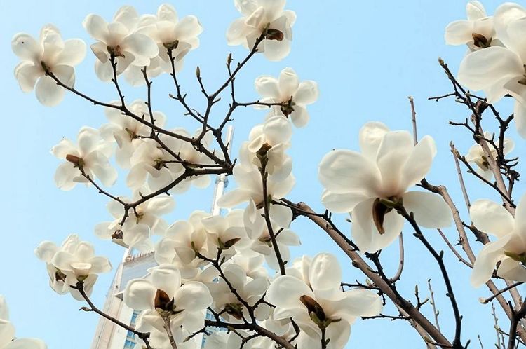 怎么养好芳香四溢的，玉兰花