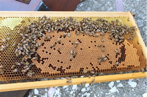 粉压太实了怎么办,压粉力度过大怎么处理