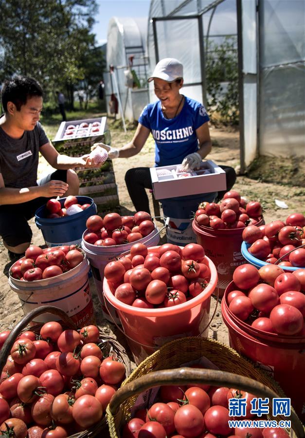岐山县金蛋蛋,金蛋蛋陕西