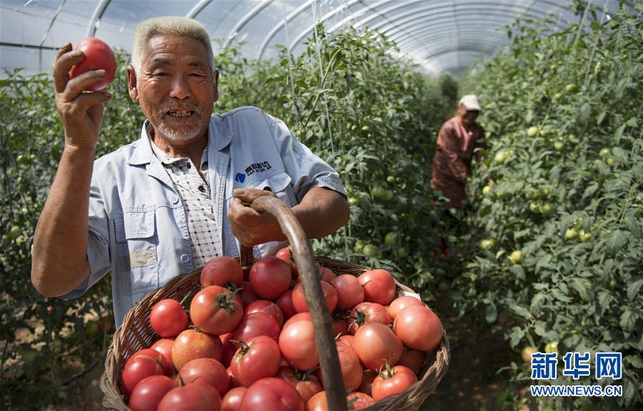 岐山县金蛋蛋,金蛋蛋陕西