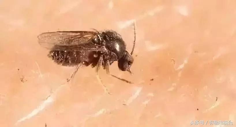 弥勒蚊虫消杀,弥勒病媒消杀