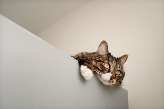 轻便全能佳能eos90d生态拍摄实战,佳能eos50自带的镜头