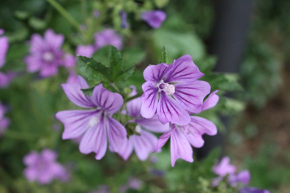 8月8日对应的花语,9月29日的生日花语是什么