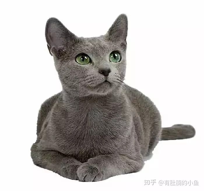 蓝猫的品种科普,俄罗斯蓝猫和其他蓝猫区别