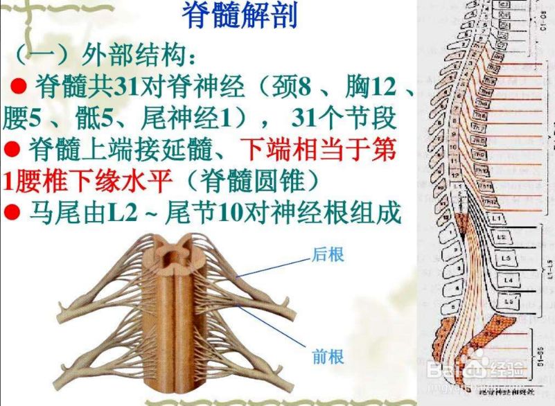 脊髓损伤康复需要针灸推拿吗,脊髓损伤后遗症推拿治疗