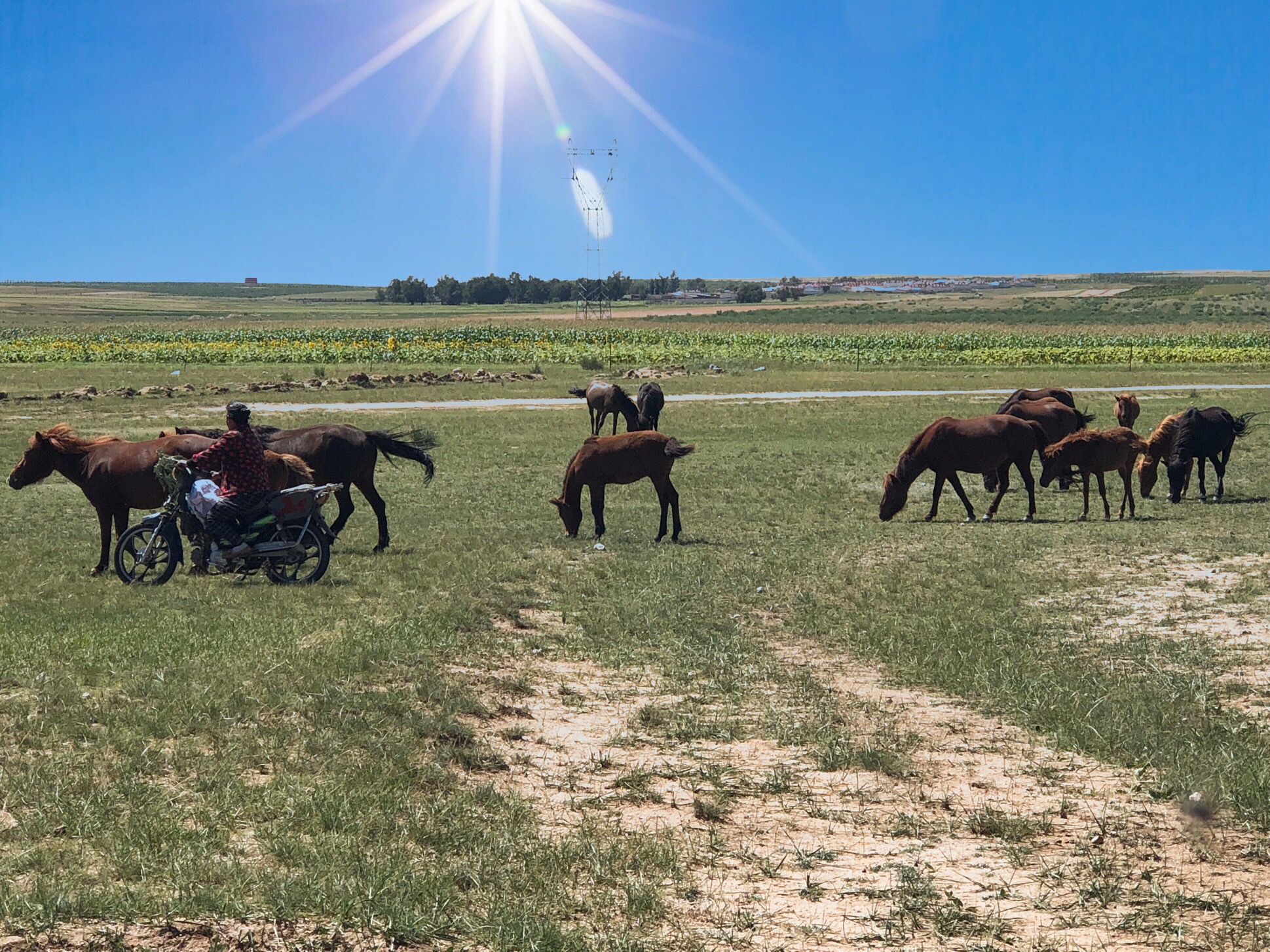 内蒙希拉穆仁草原好玩,包头希拉穆仁草原风景