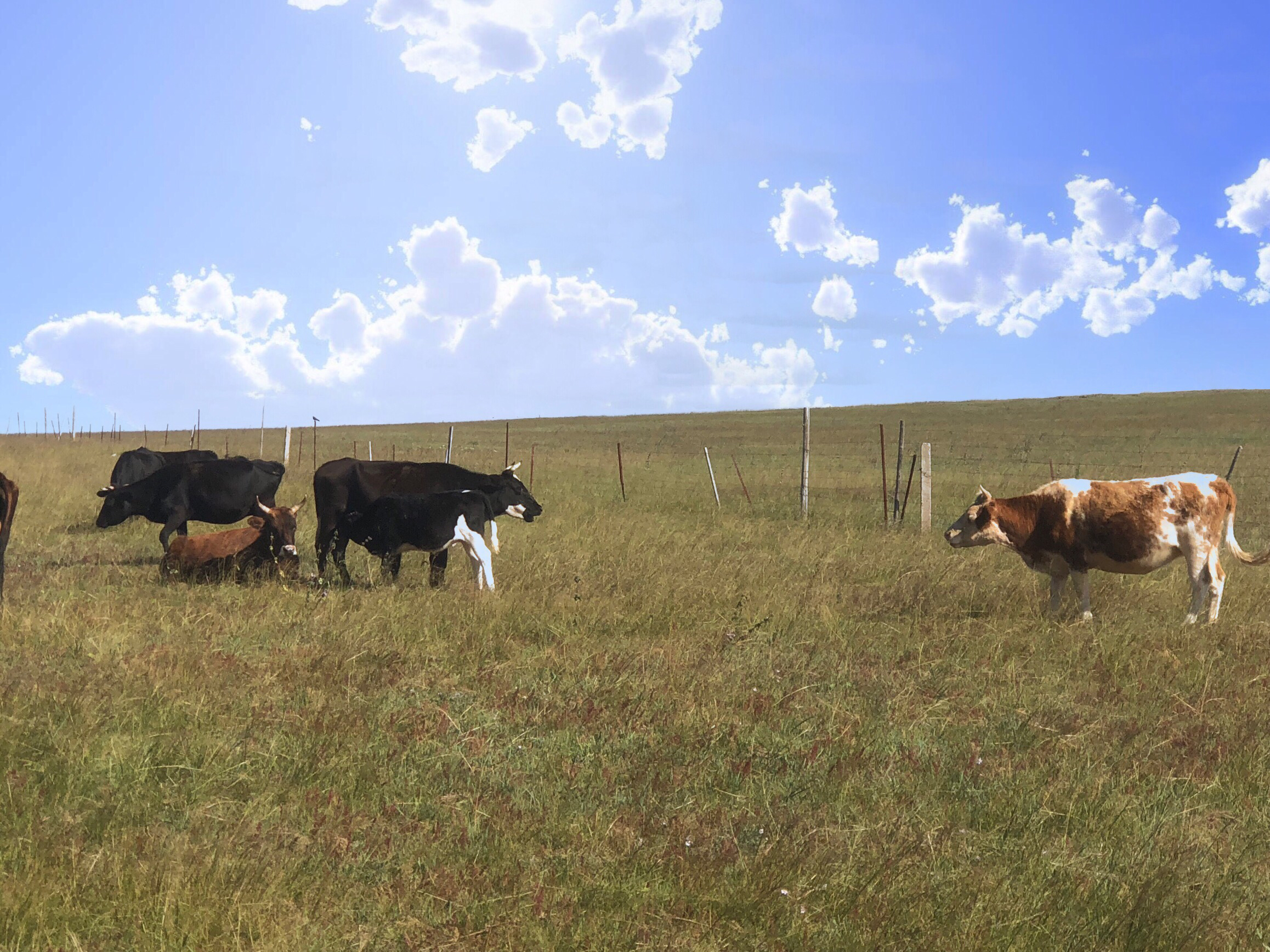 内蒙希拉穆仁草原好玩,包头希拉穆仁草原风景