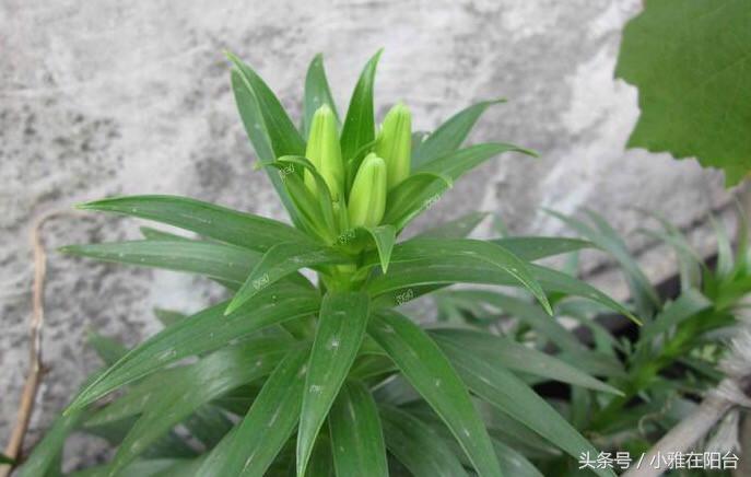 秋天种盆它,比吊兰还好养,开花一丛丛,花香满屋