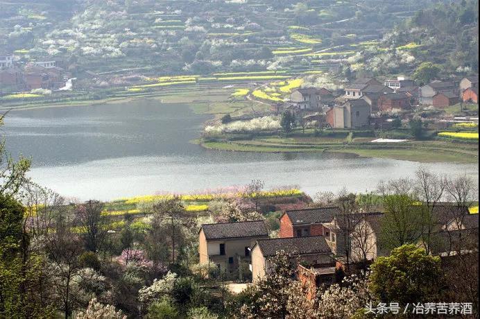 一句醉语知一个人，一杯冶荞品一座城