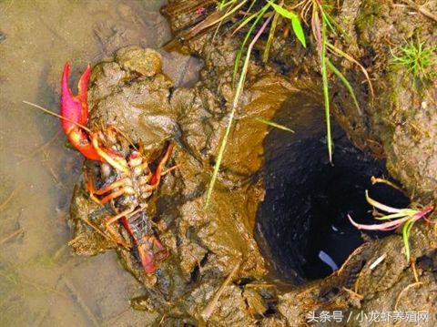 小龙虾繁殖管理要点分析，注意以下几点能有效提高苗种的品质！
