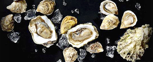 海边贝类种类,各种贝类的名称