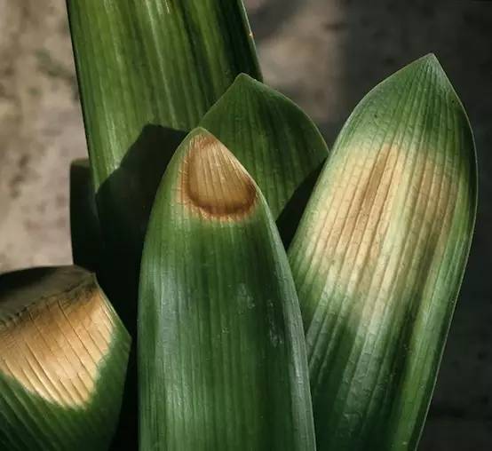 植物晒伤,植物晒伤了怎么补救