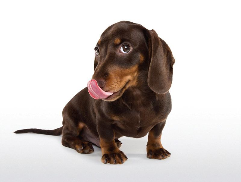 狗狗也会患上精神焦虑和抑郁症吗,狗狗自闭症的特征是什么