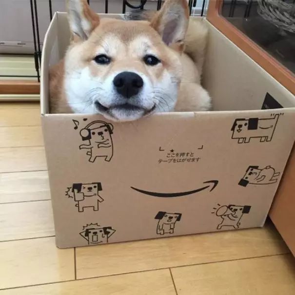 狗在猫砂盆里拉屎猫会怎么样,为什么有的狗会在猫砂盆拉屎