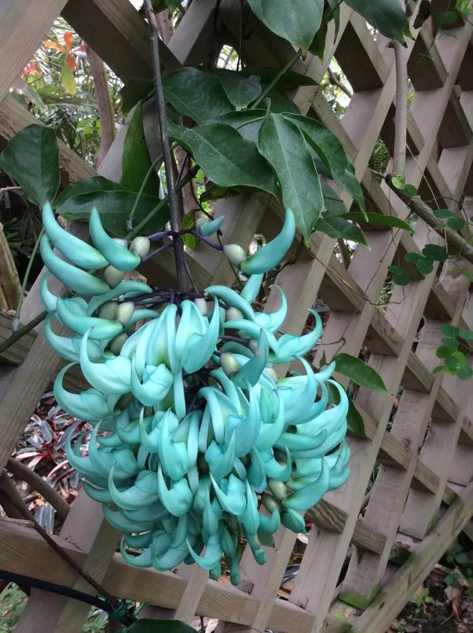 好种植的藤本植物,45种植物图片