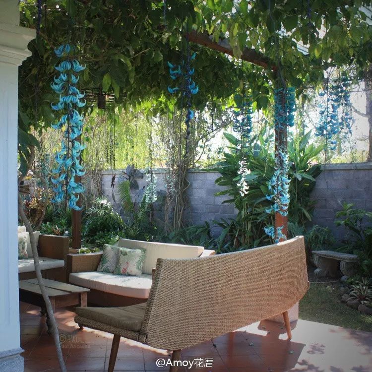 好种植的藤本植物,45种植物图片