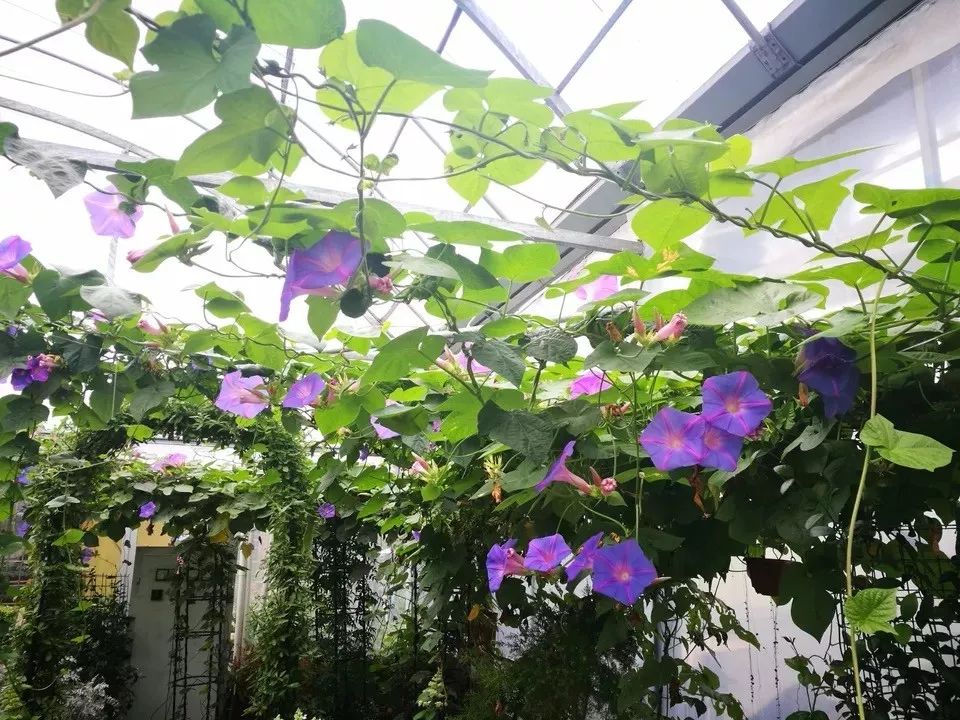 好种植的藤本植物,45种植物图片