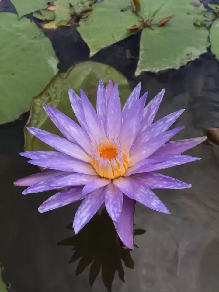 好种植的藤本植物,45种植物图片