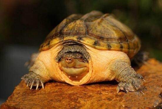 地球上10大最好的家庭伴侣犬,地球上养的宠物有哪些