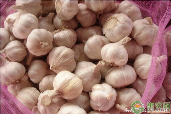 金乡国际大蒜贸易网上价格行情,今日莱芜大蒜最新价格行情