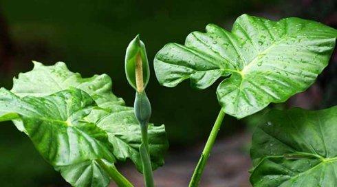 滴水观音烂茎怎么补救,滴水观音茎腐烂了怎么办