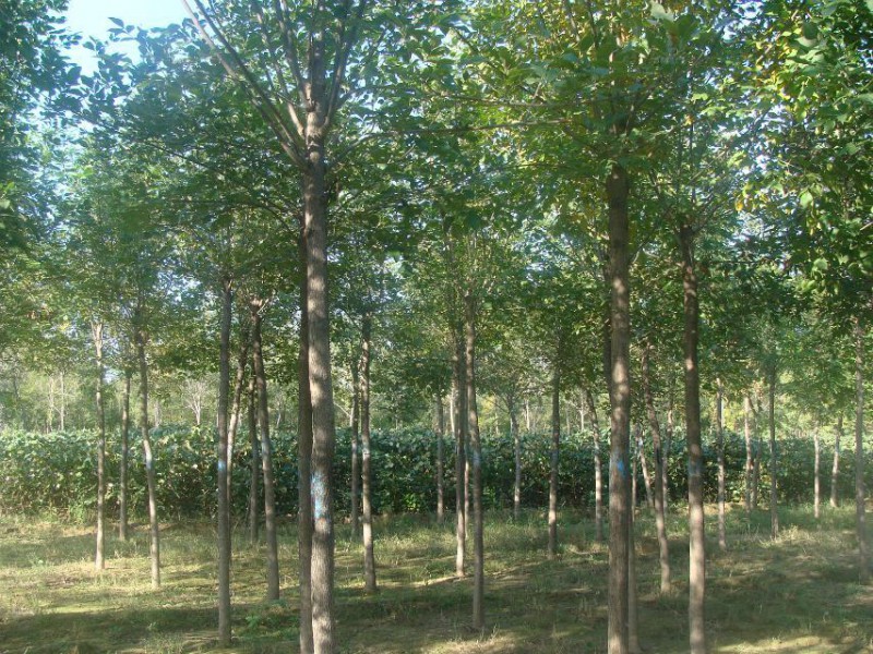 最具潜力的七种苗木,这三种果树不能混栽
