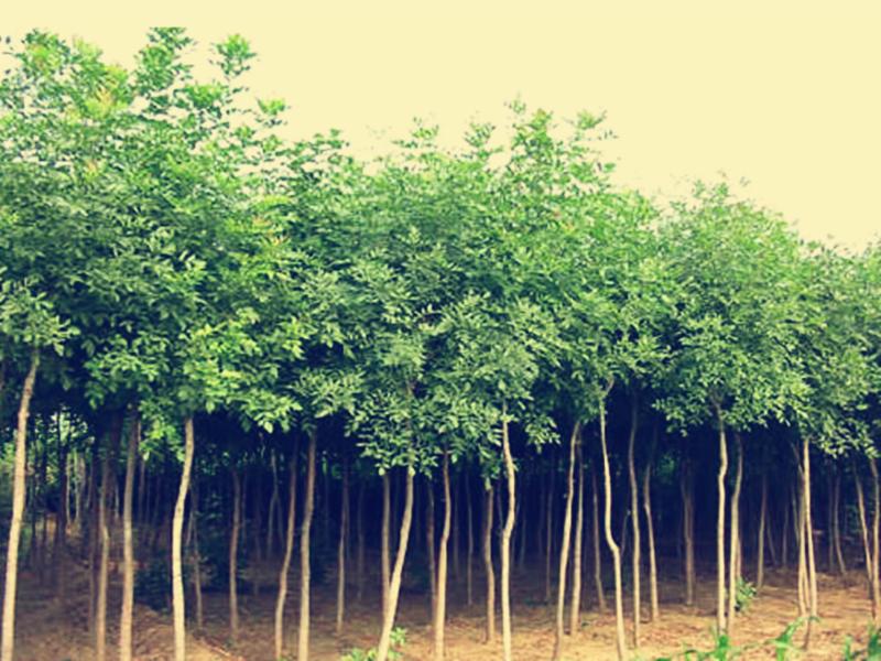 最具潜力的七种苗木,这三种果树不能混栽